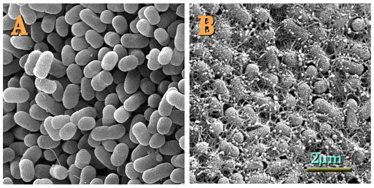 opographische Bilder von Kolonien von E. coli O157:H7 (A) 43895OW (nicht curli-produzierend) und (B) 43895OR (curli-produzierend) auf Agar (48 h bei 28 °C). Credits: USDA/ Wikipedia