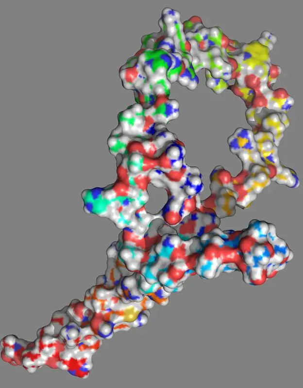 Strukturmodell der durch Mutation entstandenen Veränderung im NOTCH1-152-Protein | Quelle: Abb.: Franz Oswald | Copyright: Uniklinikum Ulm