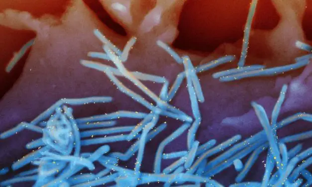 RSV-Impfstoffe: Sicherer und wirksamer Schutz für gefährdete Gruppen