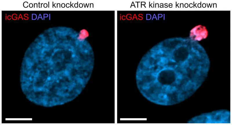 In der Kontrollzelle links ist nur eine geringe Menge DNA sichtbar (rot), während in der Zelle rechts, in der der Schutzmechanismus blockiert ist, deutlich mehr DNA aus dem Zellkern austritt. | Quelle: C. Kamaras | Copyright: Universität Freiburg 
