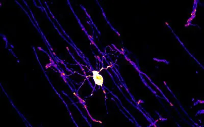 Erythropoietin: Wachstumsfaktor fördert Lern- und Denkprozesse im Gehirn