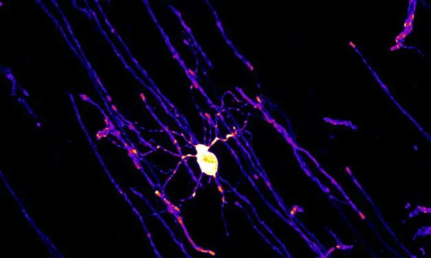 Erythropoietin: Wachstumsfaktor fördert Lern- und Denkprozesse im Gehirn