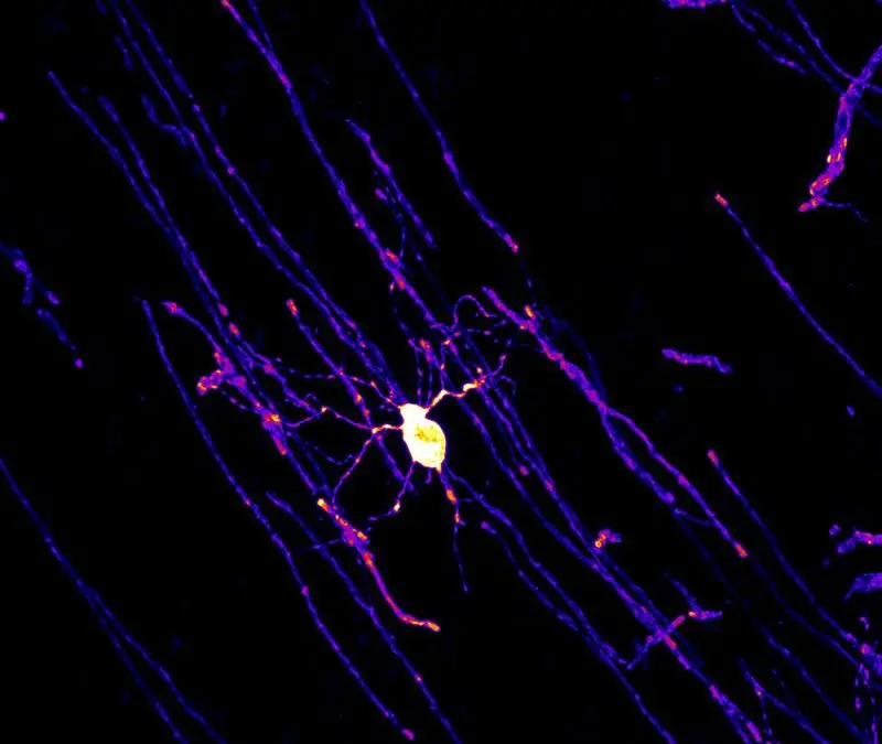 Erythropoietin: Wachstumsfaktor fördert Lern- und Denkprozesse im Gehirn