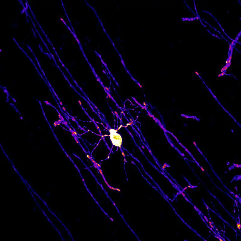 Reifer, myelinbildender Oligodendrozyt aus dem Cingulate Cortex einer 5 Monate alten, männlichen Maus umhüllt die langen Fortsätze von Nervenzellen mit einer schützenden Myelinschicht (rote und gelbe Markierungen). | Quelle: KA Nave | Copyright: KA Nave