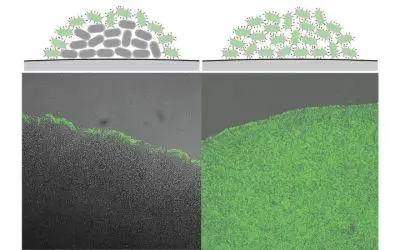 Neuer Einblick in bakterielle Infektionen durch Yersinia enterocolitica