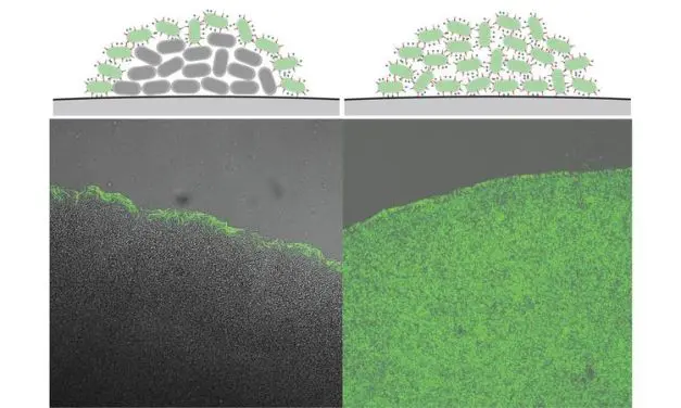 Neuer Einblick in bakterielle Infektionen durch Yersinia enterocolitica