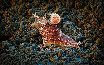 Neues Molekül könnte Krebstherapien revolutionieren