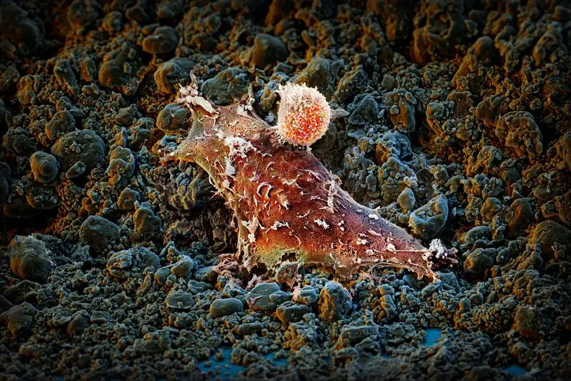 Eine Immunzelle (klein, orange) beim Angriff auf eine Krebszelle (gross, dunkelrot). | Quelle: M. Oeggerli (Micronaut 2019) | Copyright: M. Oeggerli, M. P. Trefny und A. Zippelius, Universität Basel, Universitätsspital Basel