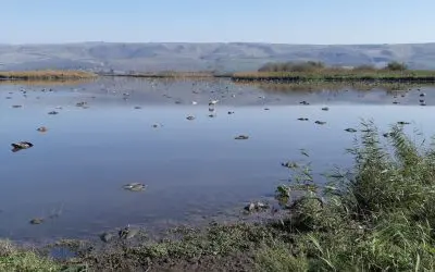 One Health: Neuer Ansatz zur Früherkennung von Pandemien durch Wildtierüberwachung