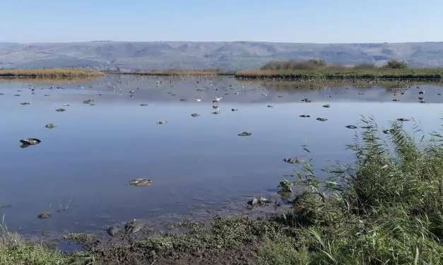 One Health: Neuer Ansatz zur Früherkennung von Pandemien durch Wildtierüberwachung