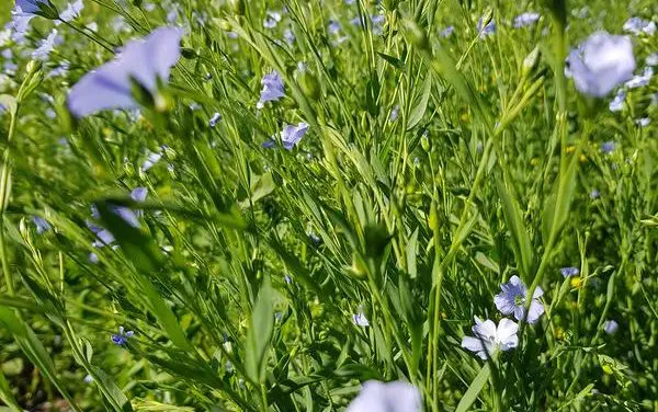 Neues mobiler Sensor für Blausäure in der Lebensmittelindustrie