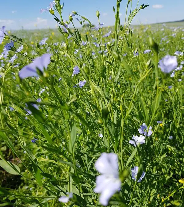 Neues mobiler Sensor für Blausäure in der Lebensmittelindustrie