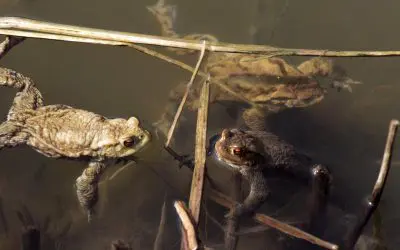 Tödlicher Trend: Kröten abschlecken zu Halloween