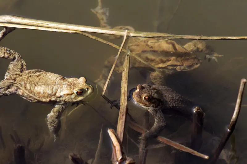 Erdkröten im Teich des Botanischen Gartens der Universität Ulm. Der Schleim von heimischen Kröten wie Bufo bufo enthält keinerlei berauschende Substanzen. Ablecken lohnt sich nicht. Auch aus Gründen des Tierschutzes heißt es: Finger weg! | Quelle: Andrea Weber-Tuckermann | Copyright: Uni Ulm