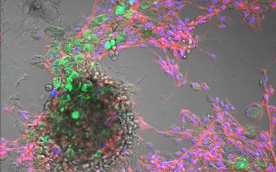 Nanoplastikaufnahme in Nutztierzellen nachgewiesen – potenzielle Risiken für Tiergesundheit und Ernährung