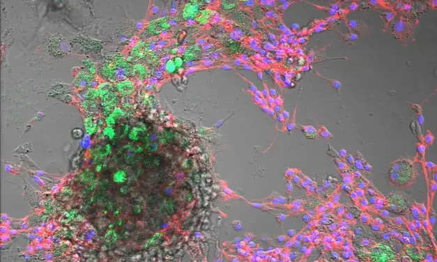 Nanoplastikaufnahme in Nutztierzellen nachgewiesen – potenzielle Risiken für Tiergesundheit und Ernährung