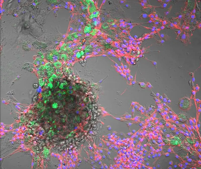 Nanoplastikaufnahme in Nutztierzellen nachgewiesen – potenzielle Risiken für Tiergesundheit und Ernährung