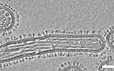 One Health: Forschungsverbund FLU-PREP entwickelt Methoden zur Früherkennung pandemiefähiger Viren