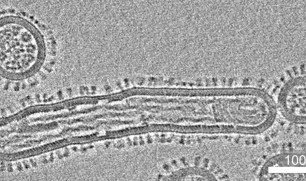 One Health: Forschungsverbund FLU-PREP entwickelt Methoden zur Früherkennung pandemiefähiger Viren