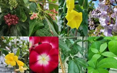 Enzym für Iridoid-Biosynthese entdeckt: Potenzial für Krebsmedikamente