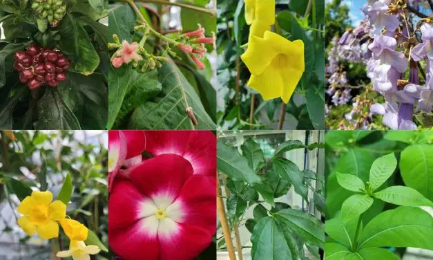 Enzym für Iridoid-Biosynthese entdeckt: Potenzial für Krebsmedikamente