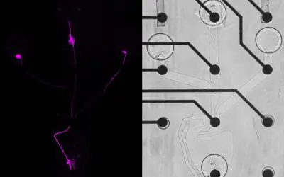 SNAP-Verfahren: Forschende rekonstruieren neuronale Netzwerke im Labor