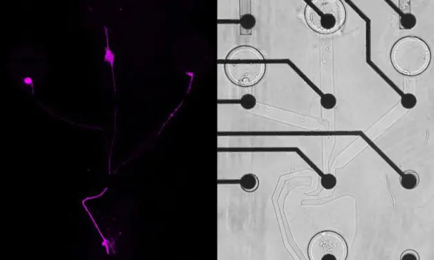 SNAP-Verfahren: Forschende rekonstruieren neuronale Netzwerke im Labor