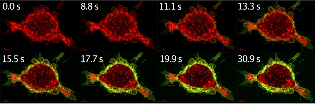 Das kalziumregulierte Protein-Medikament (grün) bindet innerhalb von Sekunden nach der Verabreichung an Tumorzellrezeptoren (rot). Credits: KTH Royal Institute of Technology