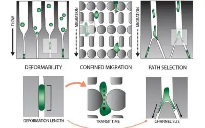 Studie enthüllt wie Krebszellen enge Gewebespalten durchdringen