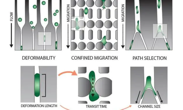 Studie enthüllt wie Krebszellen enge Gewebespalten durchdringen