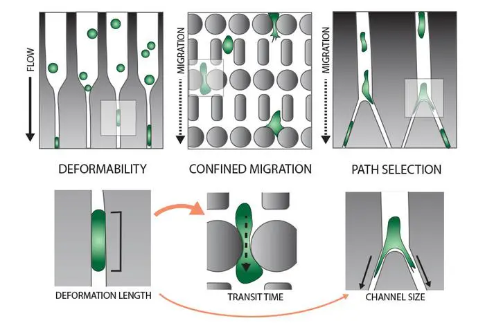 Das Bild zeigt die drei verschiedenen mikrofluidischen Assays, die an den Krebszellen durchgeführt wurden (oben), und die entsprechenden Auswertungen (unten). Credits: A. van der Net