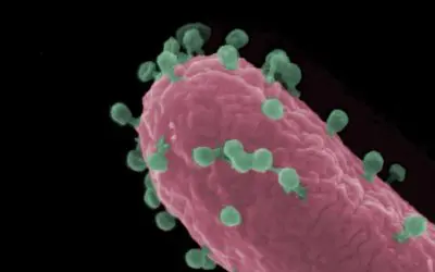 Forschung an Bakteriophagen als Waffe gegen Antibiotikaresistenz