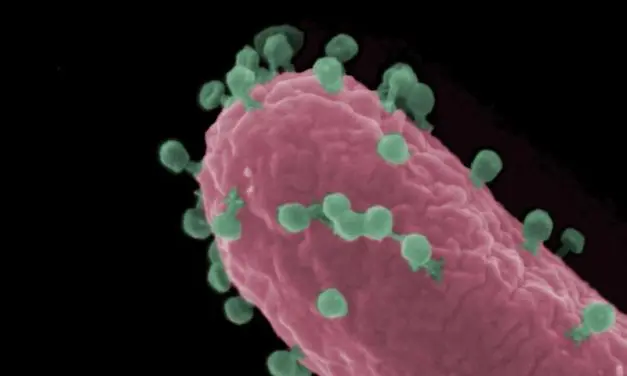 Forschung an Bakteriophagen als Waffe gegen Antibiotikaresistenz