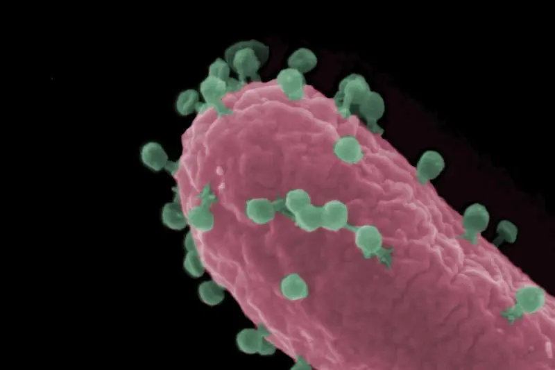 Rasterelektronenmikroskopische Aufnahme einer Escherichia coli-Zelle (rot), die von Bakteriophagen (grün) infiziert wird. | Quelle: Mathias Müsken | Copyright: HZI/Mathias Müsken