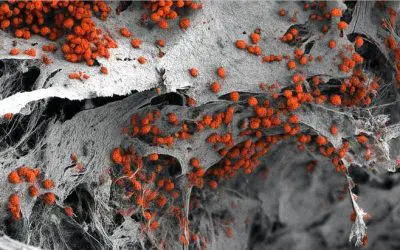 Forschende entwickeln realitätsnahes Knochenmarkmodell aus menschlichen Zellen