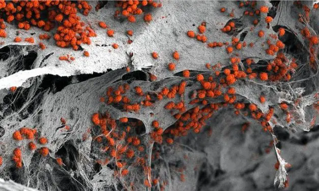 Forschende entwickeln realitätsnahes Knochenmarkmodell aus menschlichen Zellen