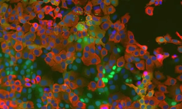 Bochumer Forschende entdecken zellulären Mechanismus bei Coronaviren