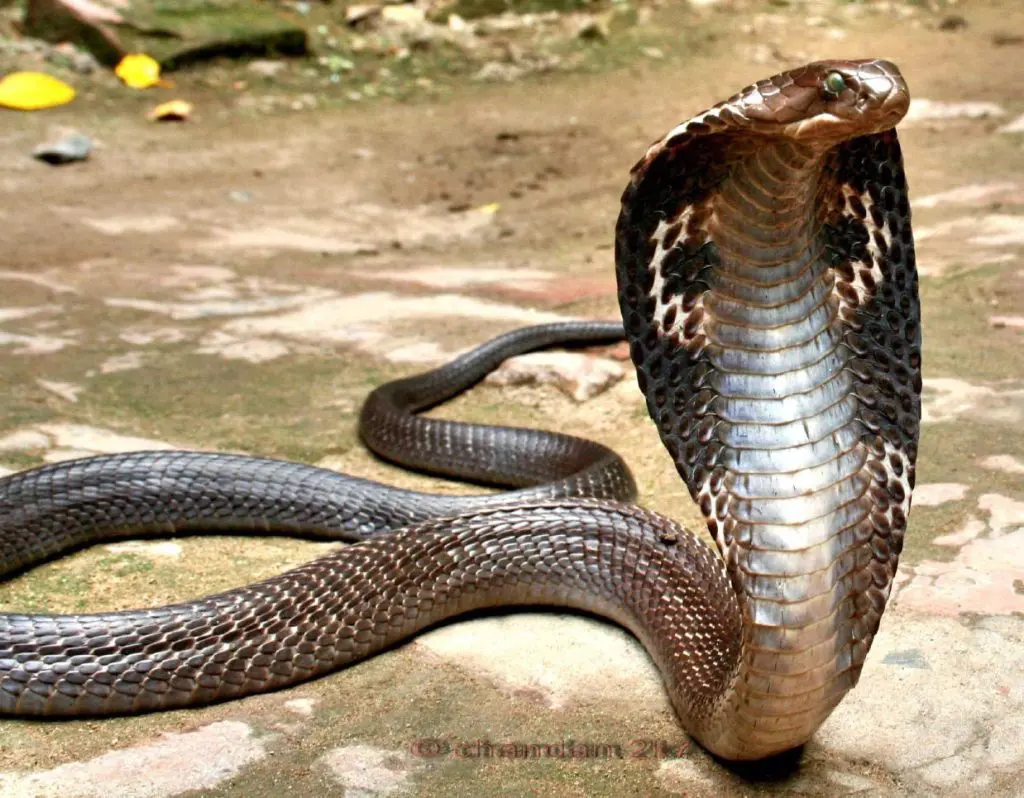 „Indische Brillen-Kobra“ von Scorius ist lizenziert unter CC BY 2.0.https://creativecommons.org/licenses/by/2.0