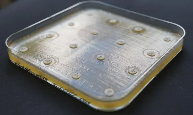 Oldenburger KI-Modell „CarbaDetector“ revolutioniert Erkennung von Antibiotikaresistenzen