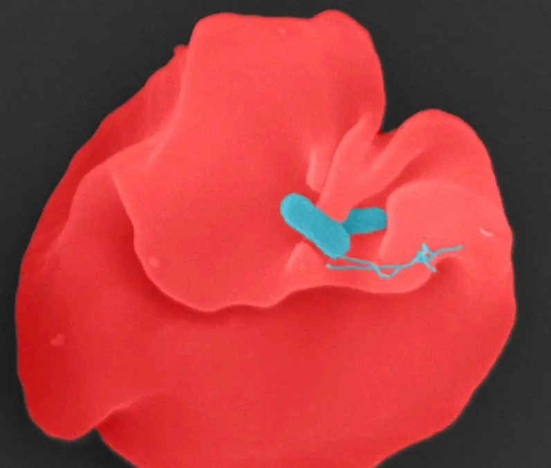 Aufklärung des Oroya-Fiebers eröffnet neue Therapieoptionen