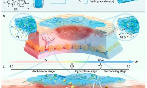 Intelligentes Hydrogel revolutioniert Wundversorgung