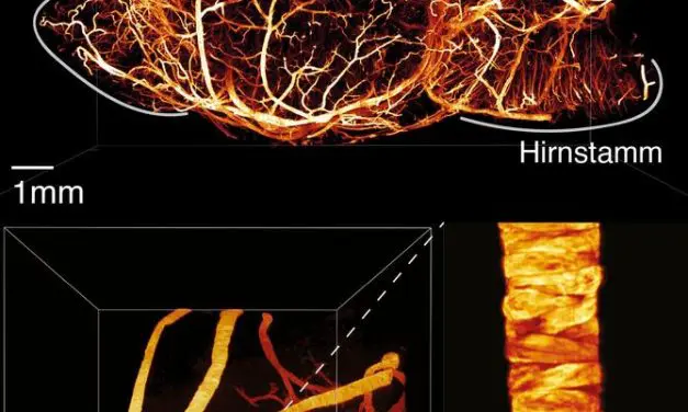 Forschungsteam optimiert Lichtblattmikroskopie für präzise 3D-Abbildungen