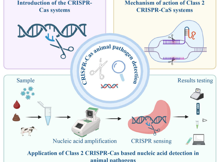 Zoonosen: CRISPR-Cas-Systeme revolutionieren Pathogennachweis