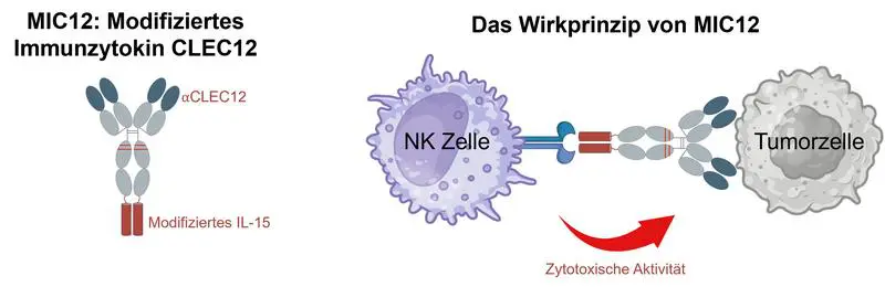 Das MIC12-Molekül besteht aus einem Antikörper gegen CLEC12A und einer modifizierten IL-15-Zytokin-Einheit. Es bringt NK-Zellen gezielt zu Leukämiezellen, aktiviert sie nach deren Erkennung und verstärkt die Antikörper-vermittelte Abtötung. | Copyright: © Helmuth Salih