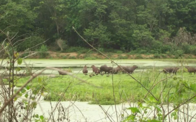 Biodiversität-Verlust: Moskitos entwickeln immer stärkeren „Durst“ nach Menschenblut