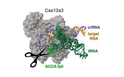 CRISPR-Nuklease Cas12a3 blockiert Proteinproduktion in infizierten Zellen