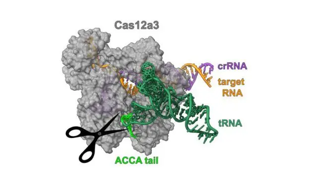 CRISPR-Nuklease Cas12a3 blockiert Proteinproduktion in infizierten Zellen