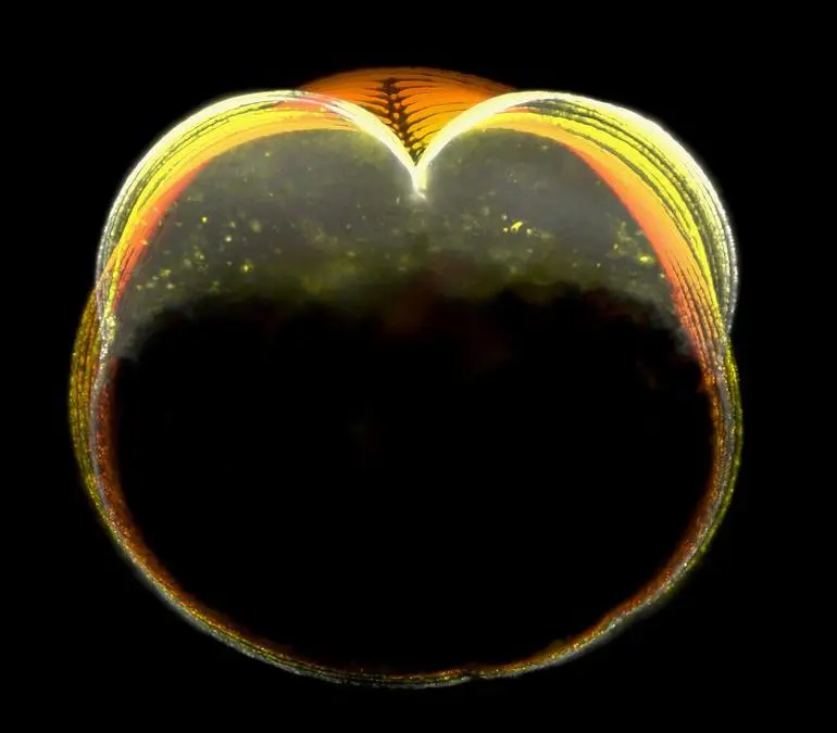 Mechanischer Ratschenmechanismus ermöglicht Zellteilung ohne geschlossenen kontraktilen Ring