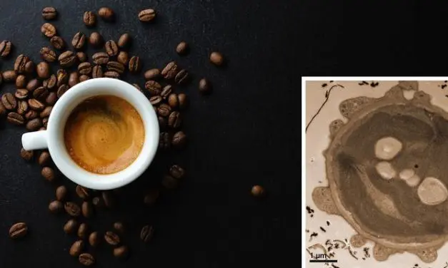 Elektronenmikroskopie: Espresso als umweltfreundliche Alternative zu Uranylacetat