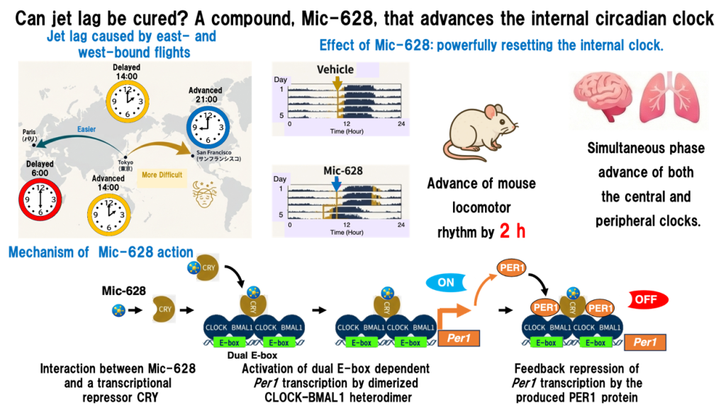 Kann Jetlag geheilt werden? Eine Verbindung namens Mic-628, die die innere circadiane Uhr vorstellt©Originalinhalt, keine Einschränkungen., Yoshifumi Takahata